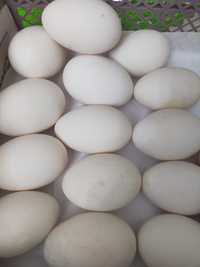 Продам яйца на инкубации