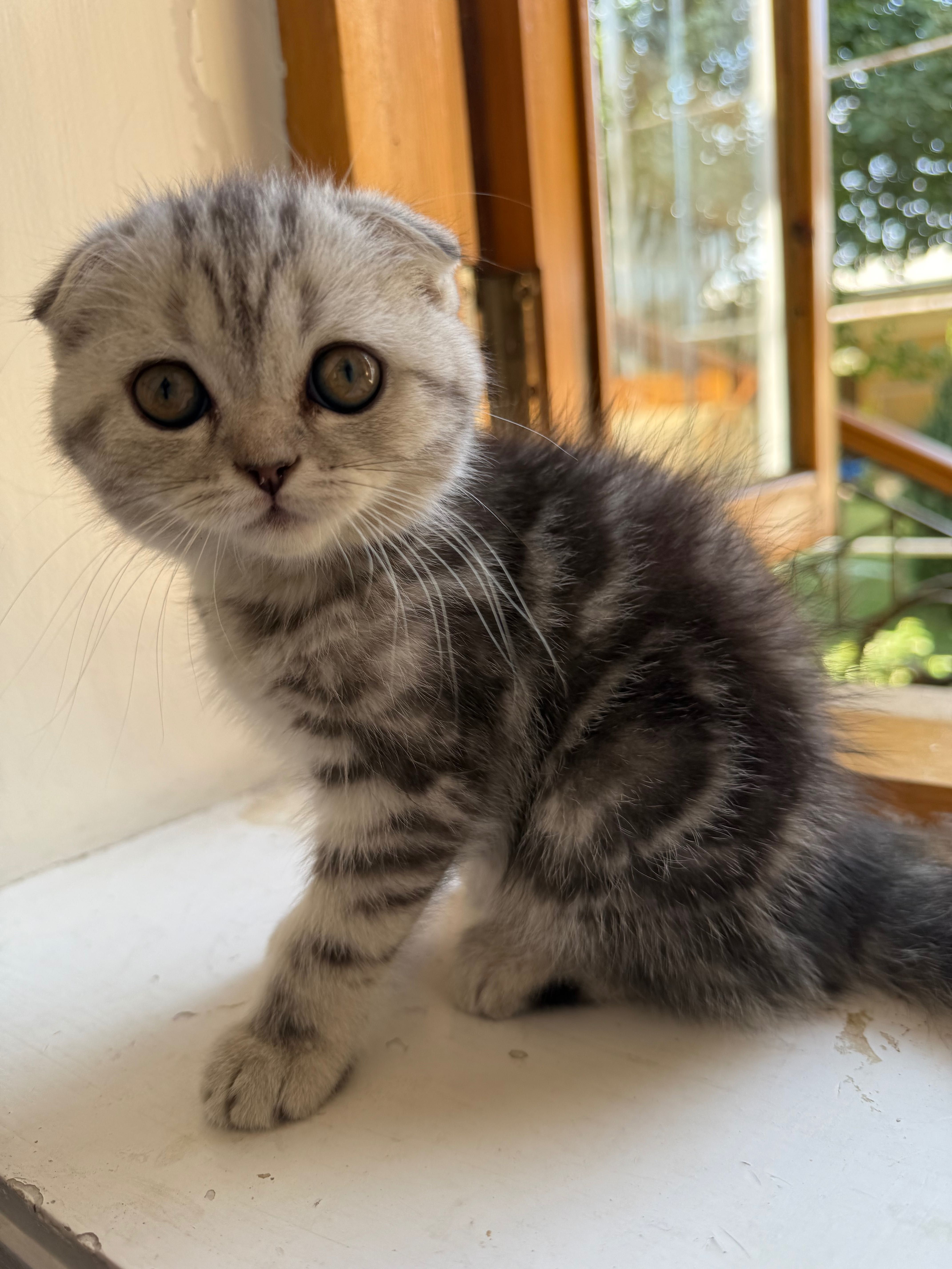 Qiz bola mushuk Scottish Fold Mramor