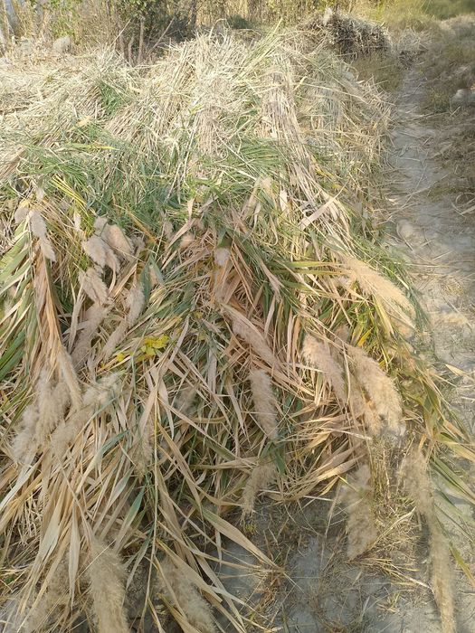 Qamish sotiladi Bahouddin Naqshband tomonda