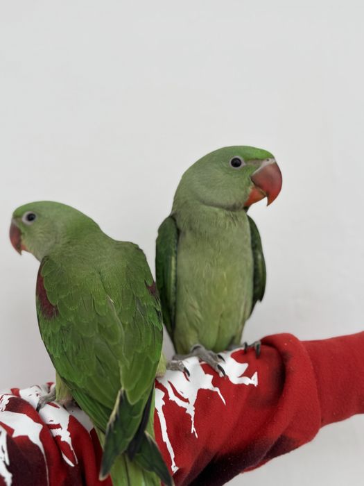 Papagali Marele Alexandru Preche