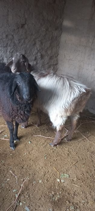 Космодо кучкорлар сотилади сифатли  сохлом телеграм хам бо