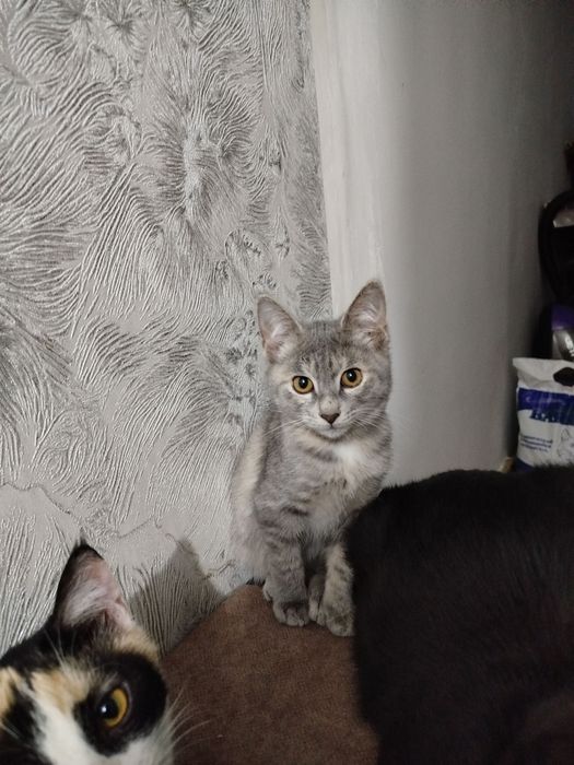 Мушукчалар хадяга берилади