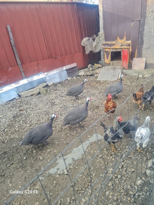 Vând bibilici  2,3. Kilograme