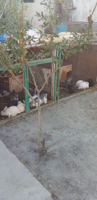 Фаргона центрда арзон нархда