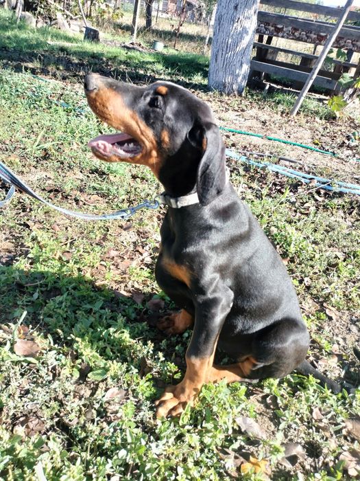 Femela doberman de vânzare.