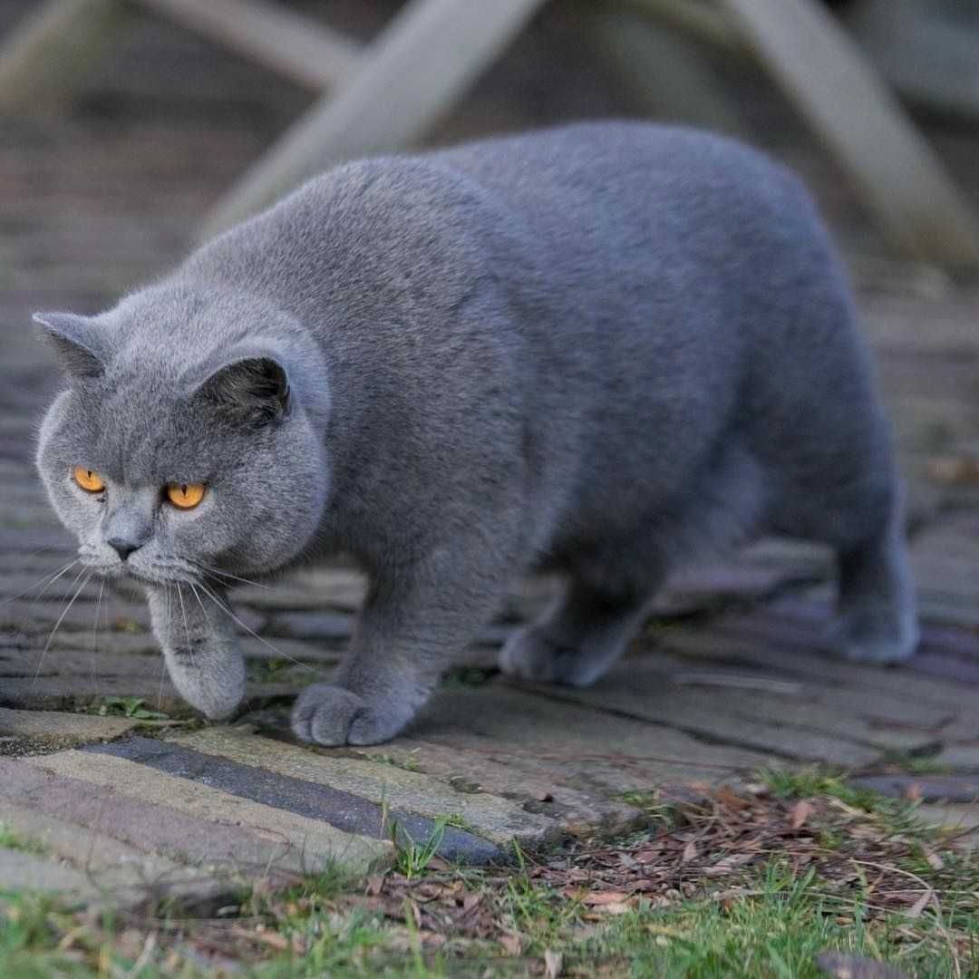 британский мальчик