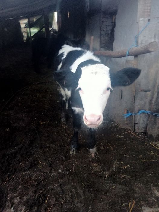 Vițea de vânzare înțărcată