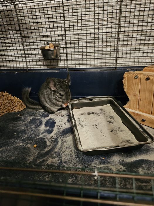 Vand pui chinchilla/sinsila