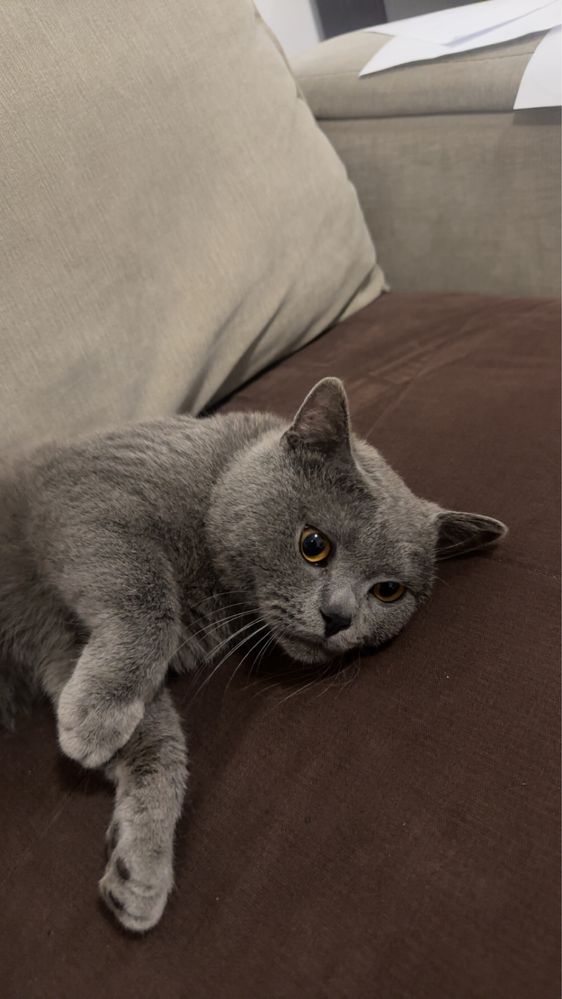 Adoptie Pisica gasita pe strada  British Shorthair