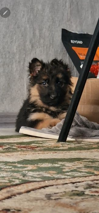 Продам щенят немецкой овчарки