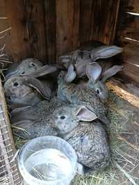 Кролики крупной породы