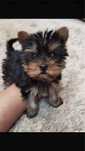 Yorkshire Terrier mini tit