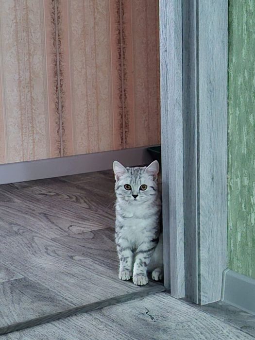 Отдам кошечку шотланка