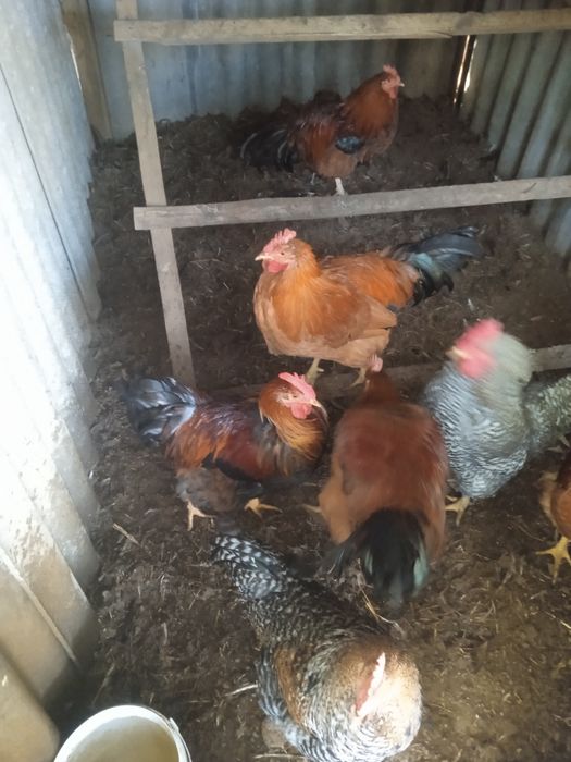 Продам петухов ...