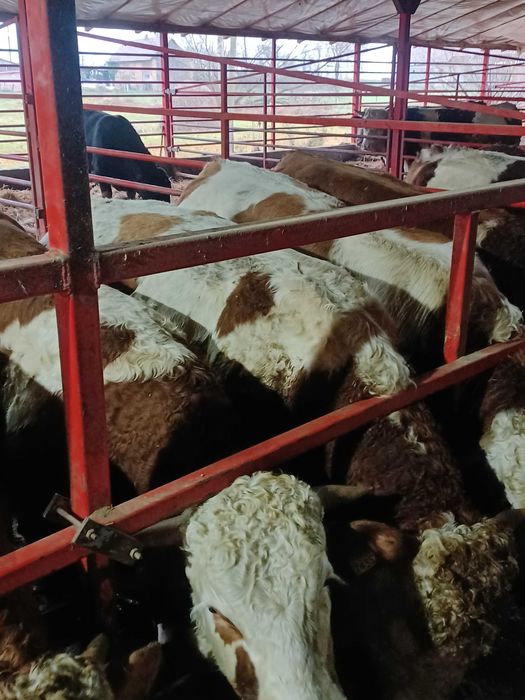 Vand taurasi baltati.