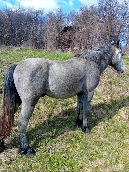 Vând armăsar bland