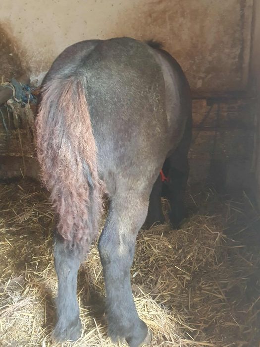 Vand o manza si un manz