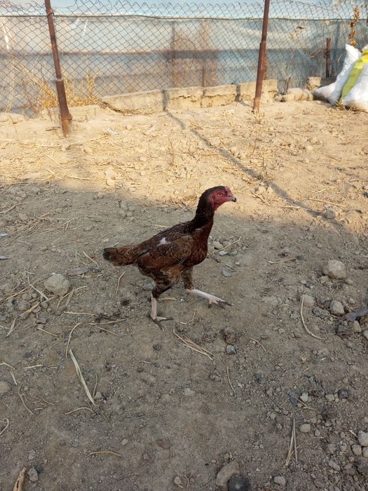 Dakan tovuq onasi bedana par tovuqdan chiqan