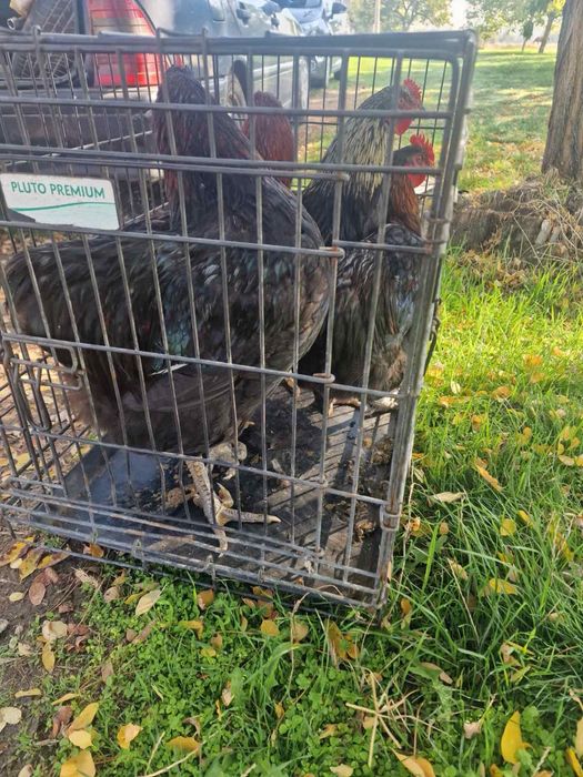 Продавам Петли и Кокошки Еко