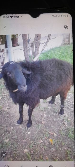 Зотли Кучкор Куйлар сотилади