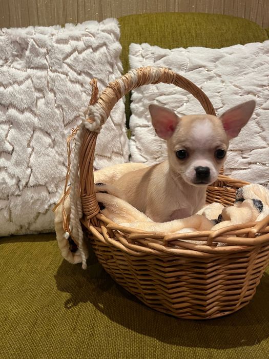 Мини чихуахуа, родени на 02.10. Захранени с две ваксини