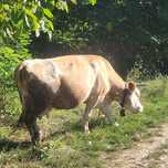 Vând vaca bună de lapte