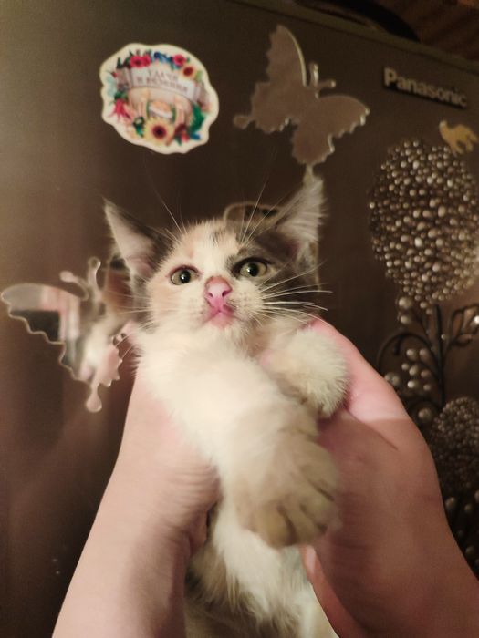 Котята метисы короткошёрстные