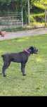 Куче Cane Corso на 9 месеца