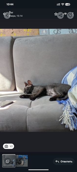 Продам кошку свинкс