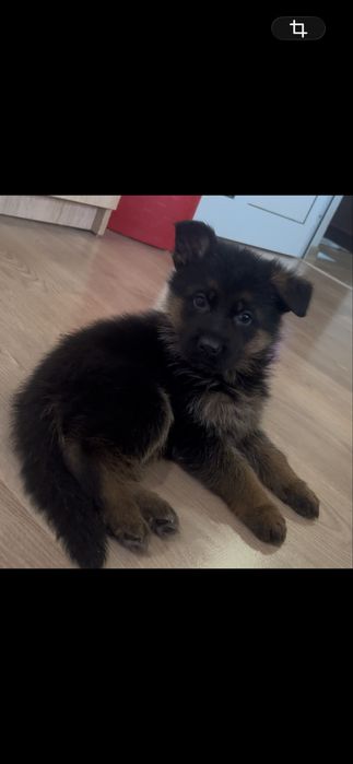 Немска Овчарка ( German Shephard)