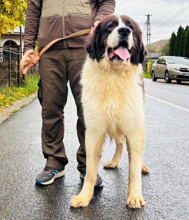 Ciobănesc Românesc de Bucovina
