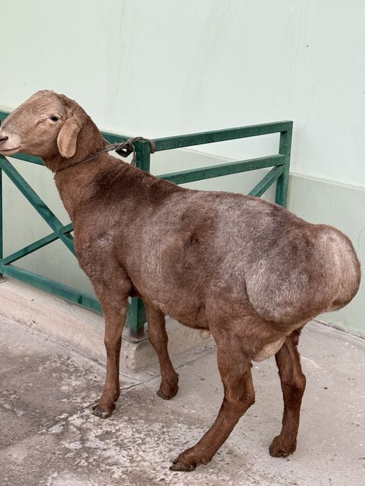 Arashan edilbay gibrit qochqor