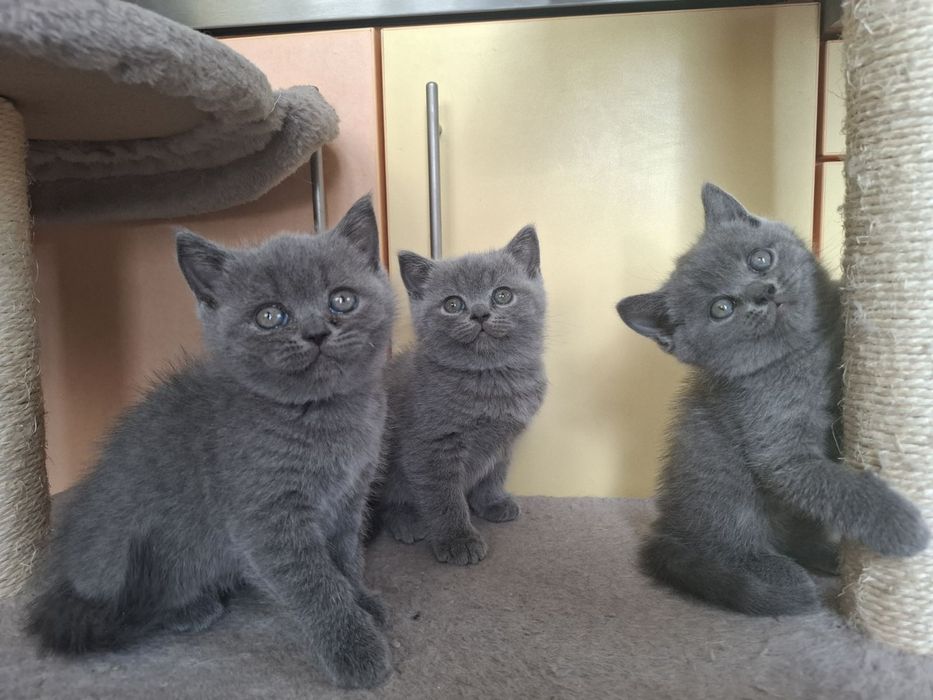 Британски котета