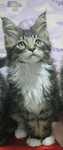 Motanel Maine Coon