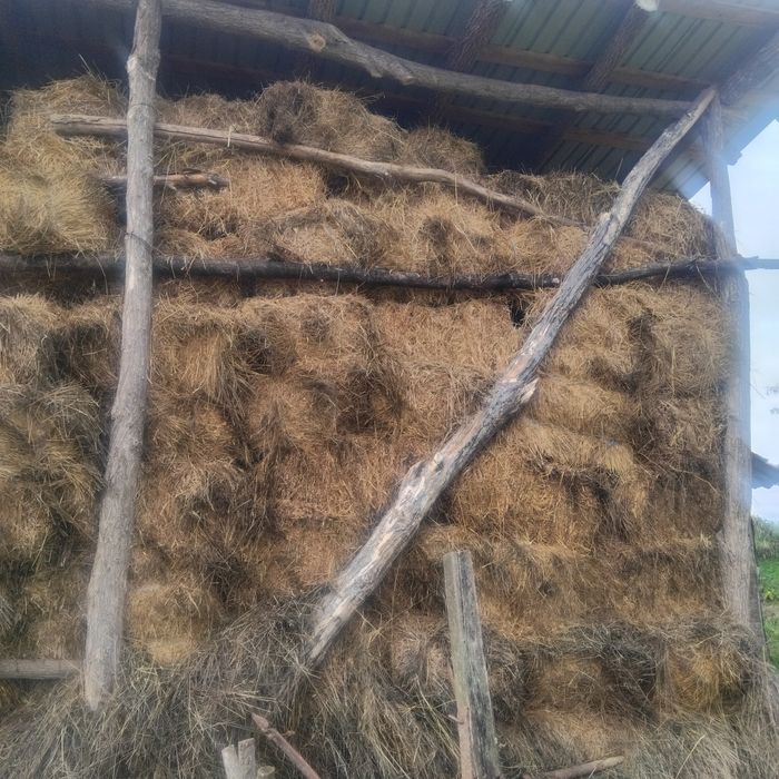 Baloți de fân cu lucernă