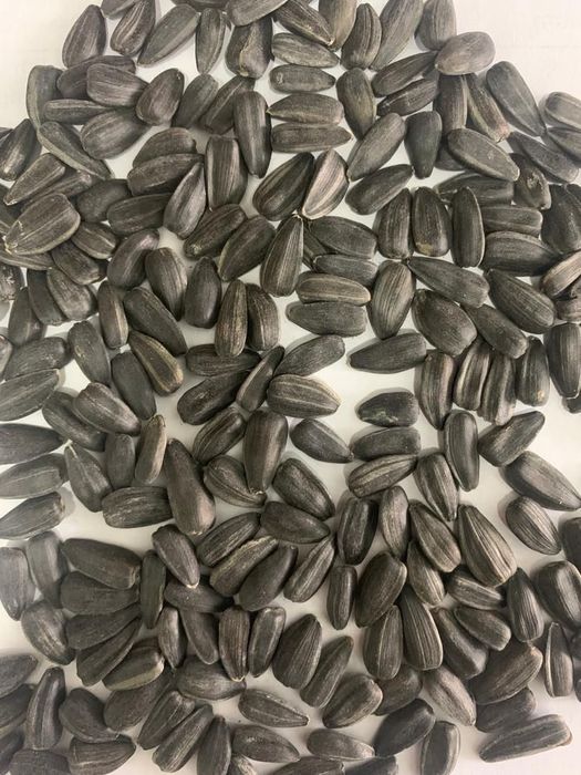 Семечки калиброванные