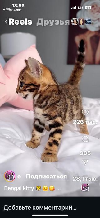 Примем на передержку кошку