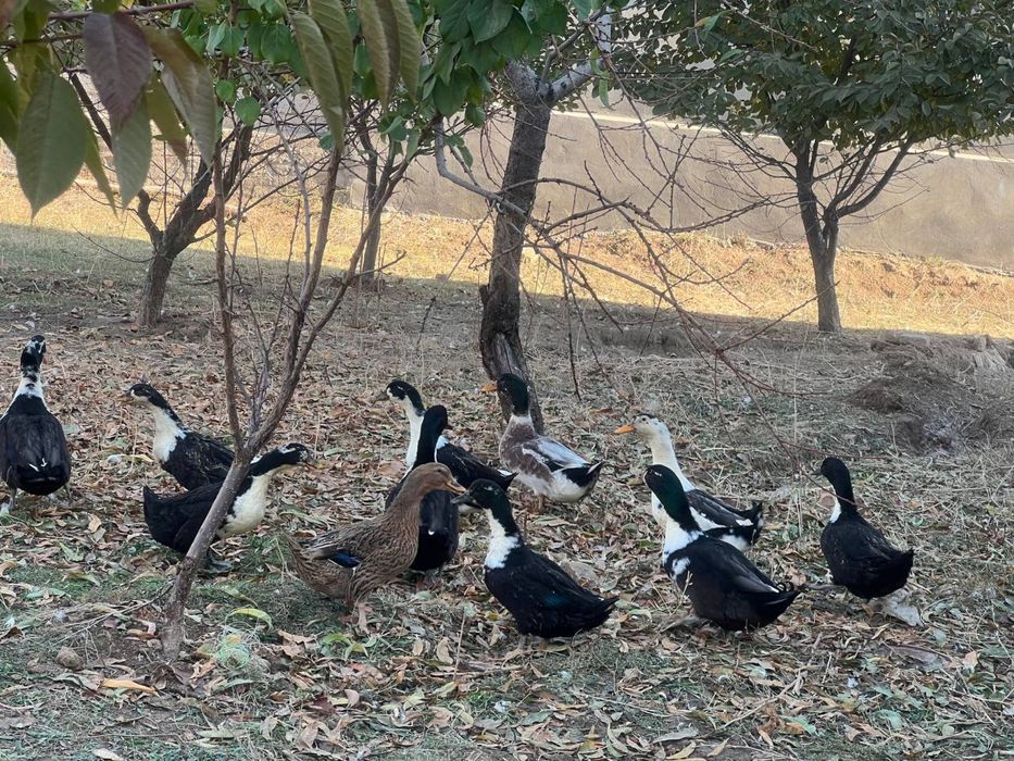 Уй ўрдаклари