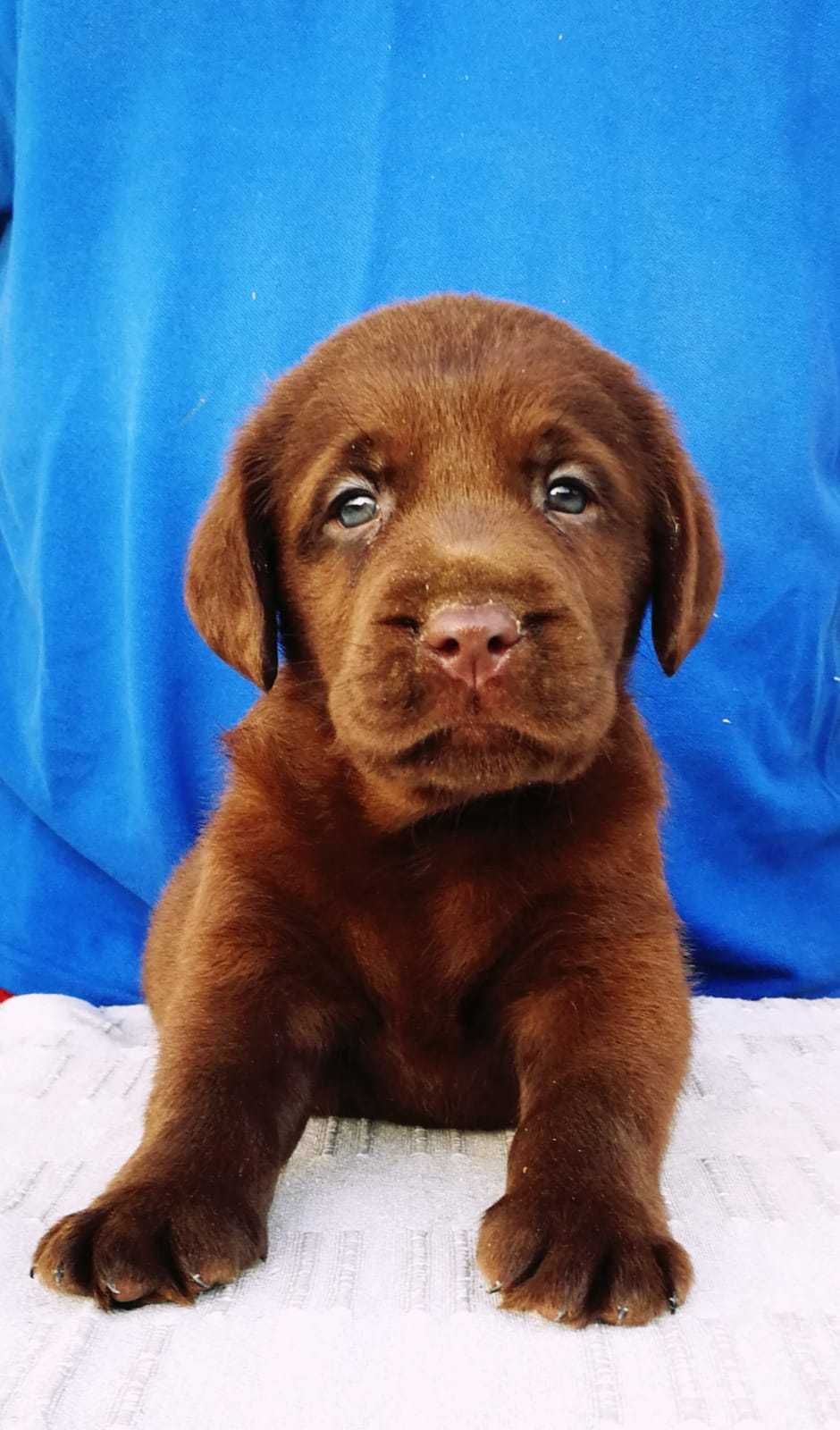 Labrador Retriever cu Pedigree Tip A – Pui de Vânzare