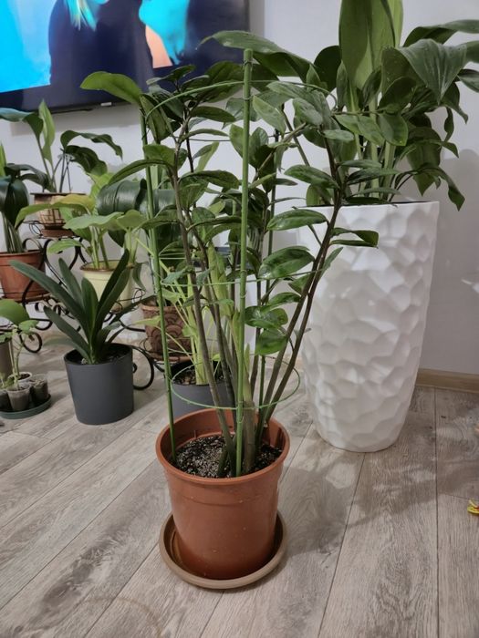 Долларовое дерево Замиокулькас