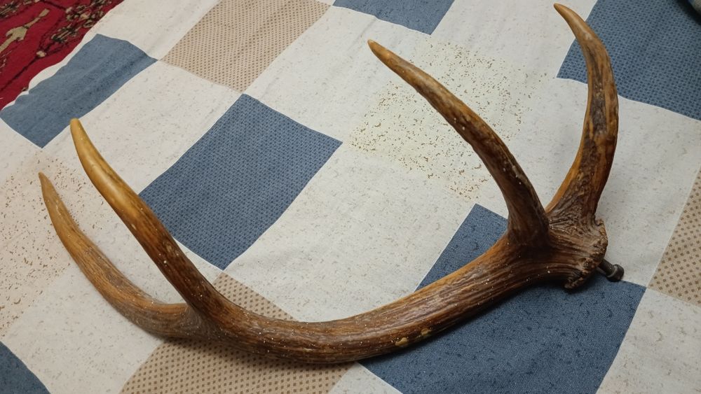 Kiyik shoxi sotiladi