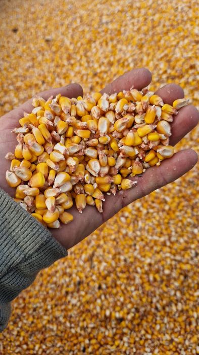 Porumb boabe  an 2025