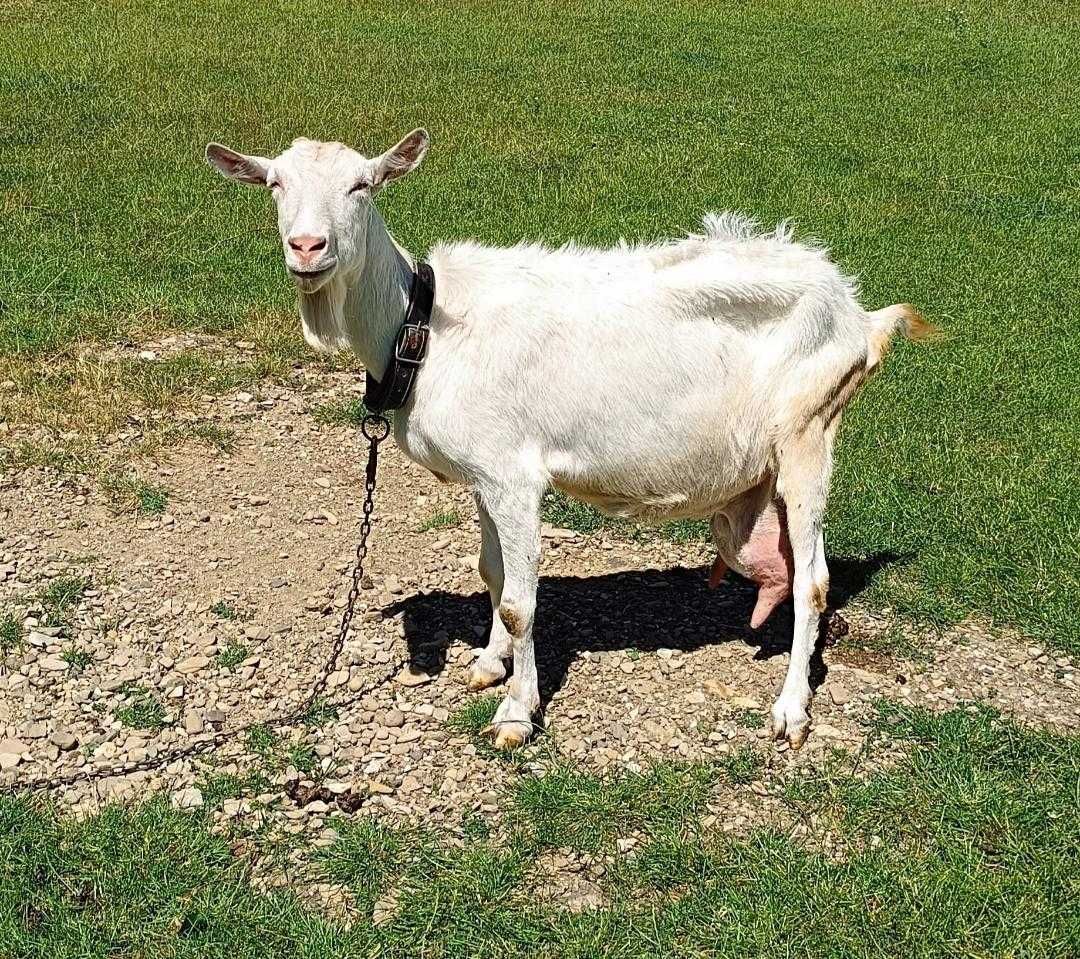 iezi saanen de vanzare