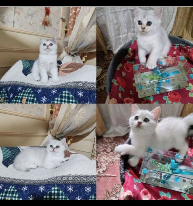 Mushukchalar sotuvda 1.5 oylik