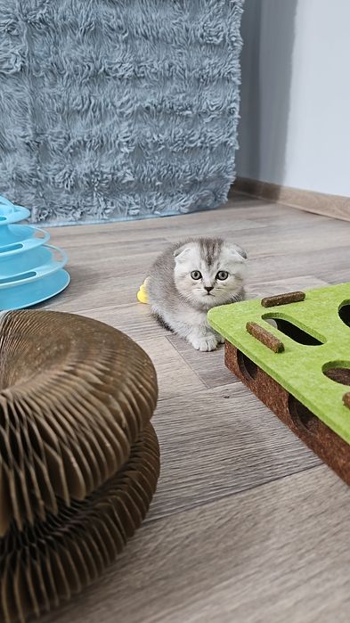 Чистокровная британский Котёнок  на фото мама и папа есть