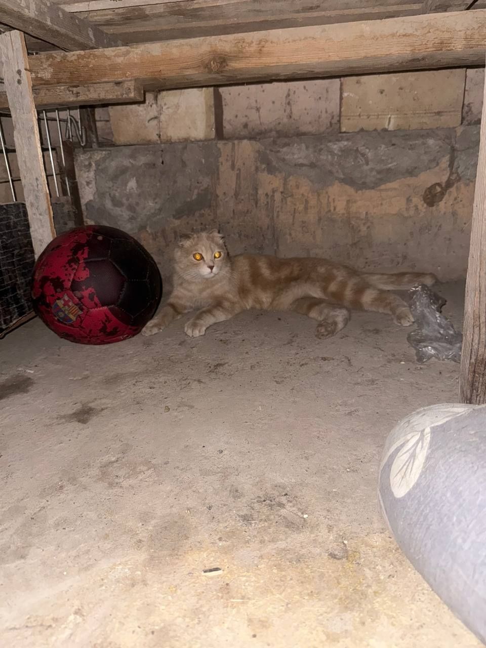 Вислоухий котик (мальчик )6 месяцев срочно