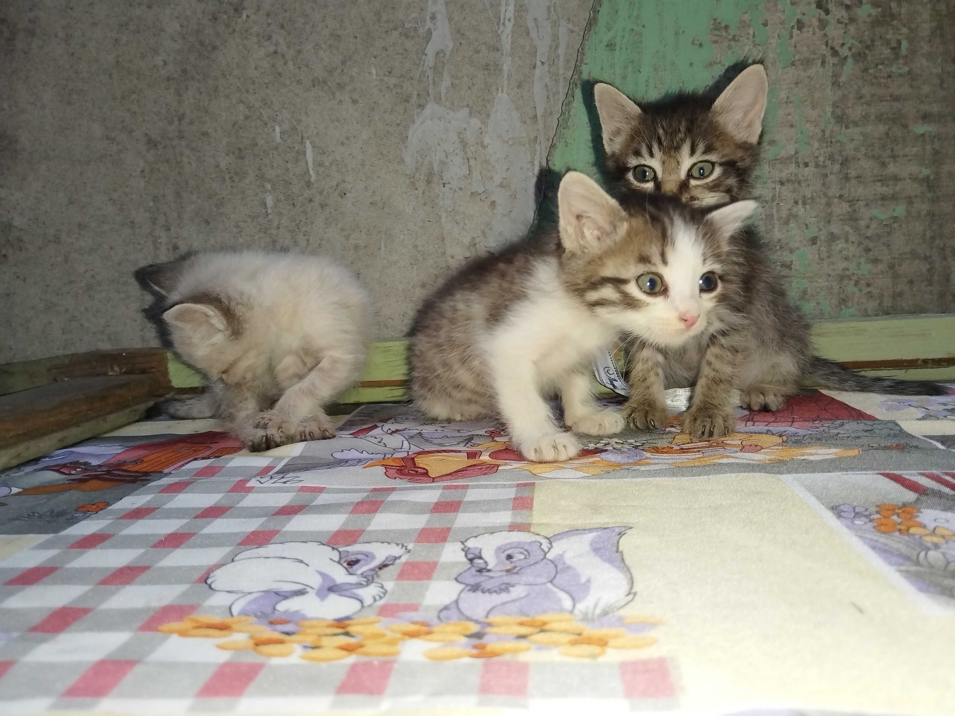 Отдаю котят даром