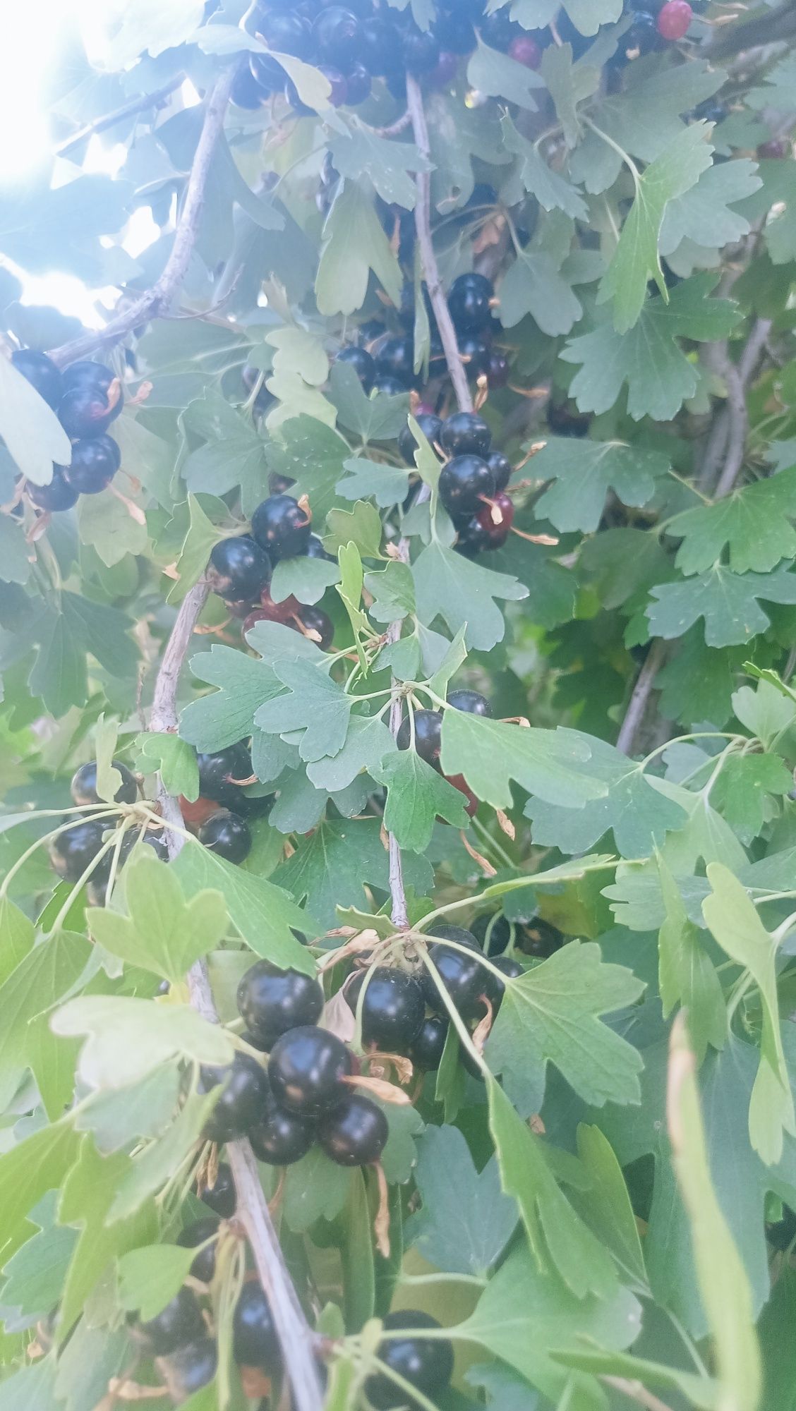 Самародина сотилад