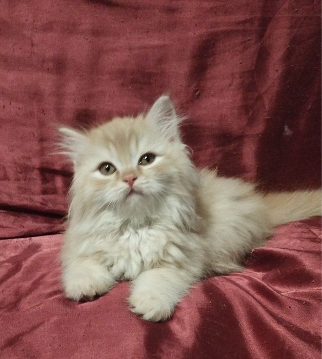 Мальчишка ищет дом!