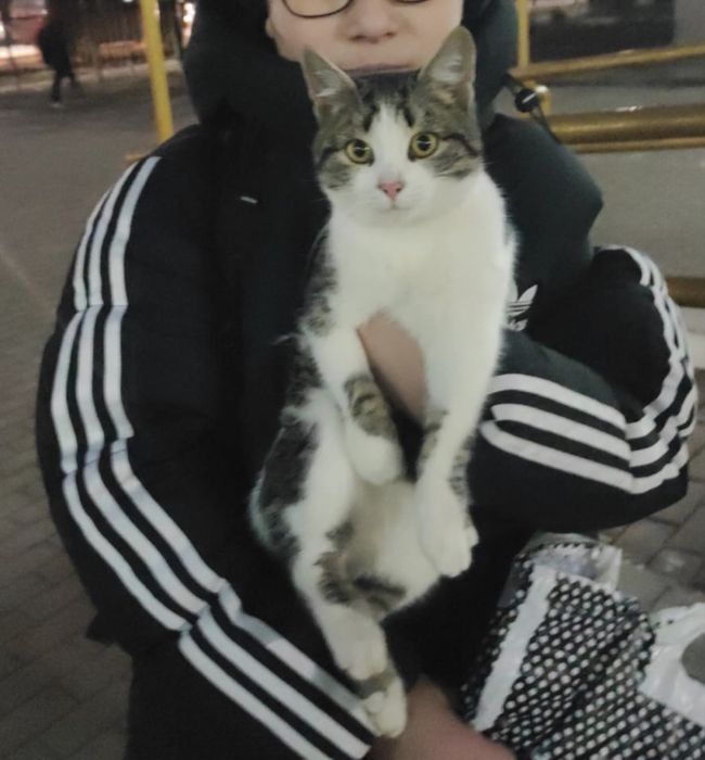 Кот в добрые руки!